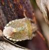 Peribalus strictus vernalis